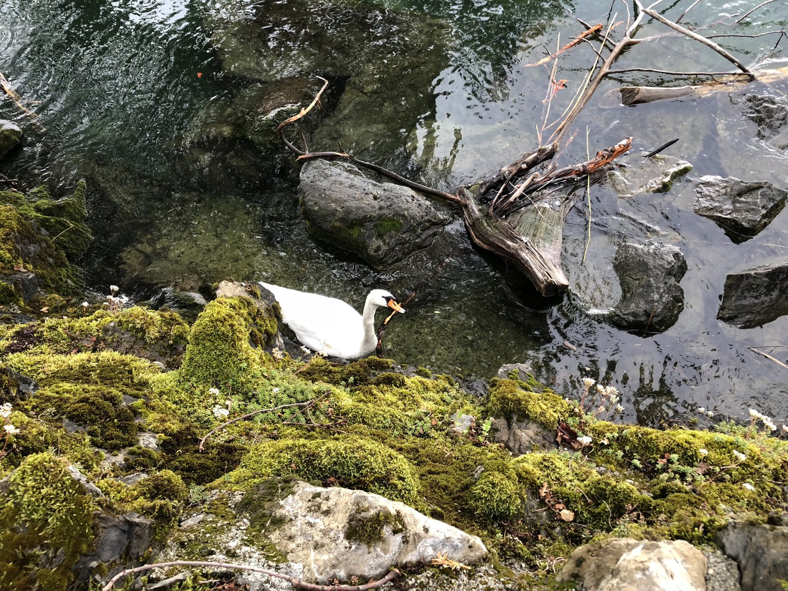 A reflection of my internal state, Lake Geneva, Switzerland 2018