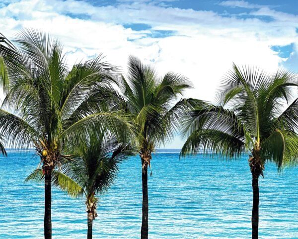 Palm trees by the ocean