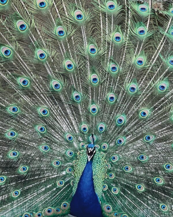 Majestic Peacock